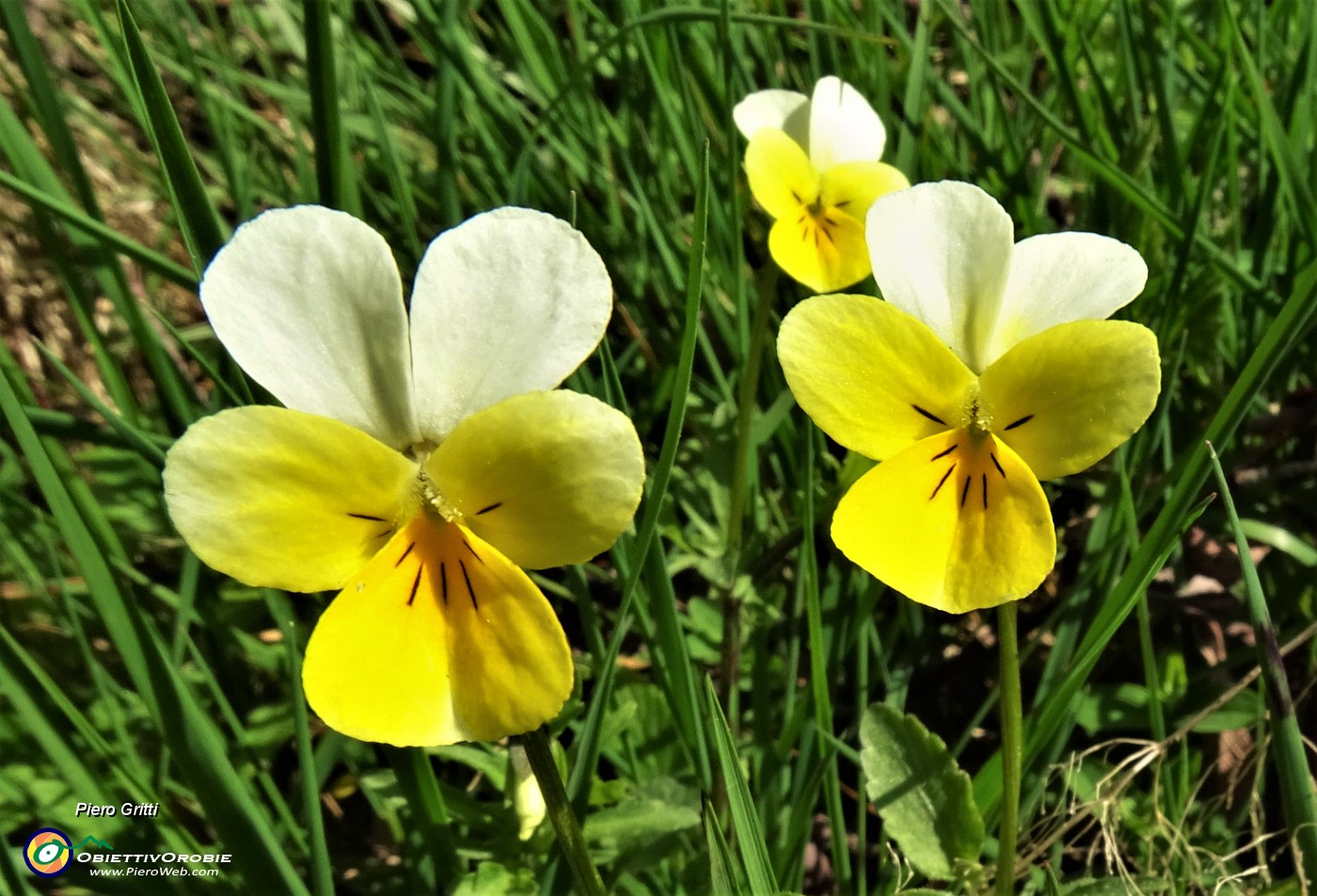 10 Viola del pensiero (Viola tricolor).JPG